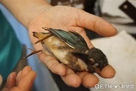 一直看到死掉的鳥|10個有關鳥的迷信